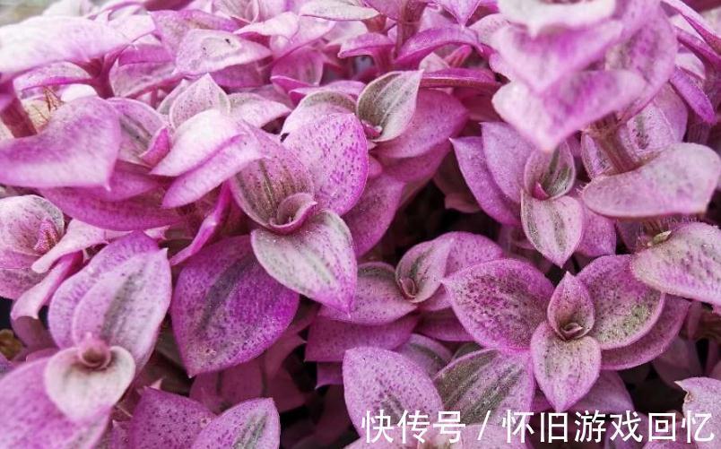 新根|多肉生理知识,多肉根的养护