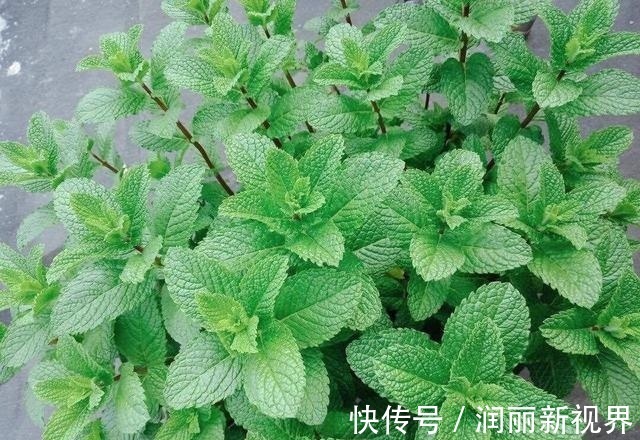 生物入侵|家庭养6种花“要当心”,容易出现“生物入侵”,天天起来要清理