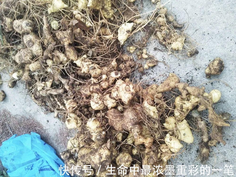 老虎姜|一种生姜，李时珍称它为“仙草之首”，服食延年，真有那么神奇？