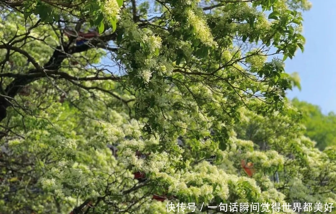 连云港八百岁古树开花了！