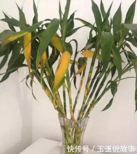 盆里加点它,养花10年不黄叶,年年花开不断!