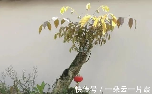 板结|盆栽用土如何配制？6步操作简单有效，盆栽生长更旺盛