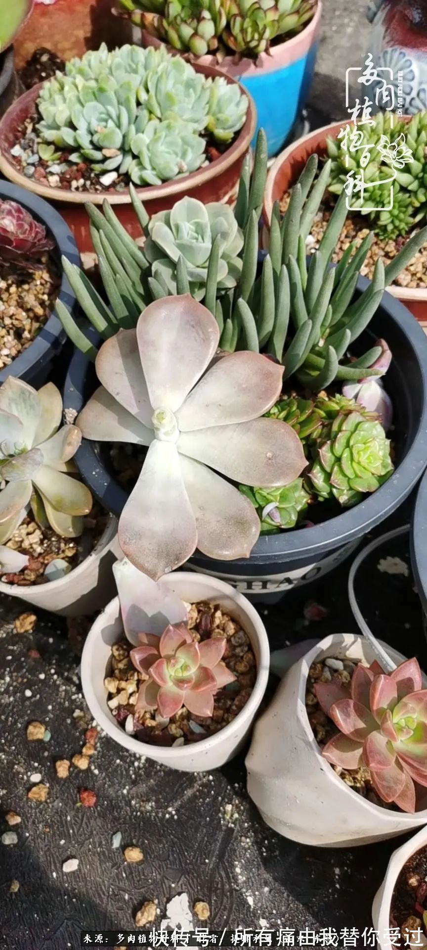 人如多肉,经阳光雨露历练后,亦会越挫越勇!