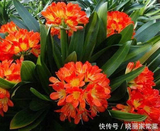 新手养护花卉,掌握几招秘诀,花朵蹭蹭冒,值得一试!