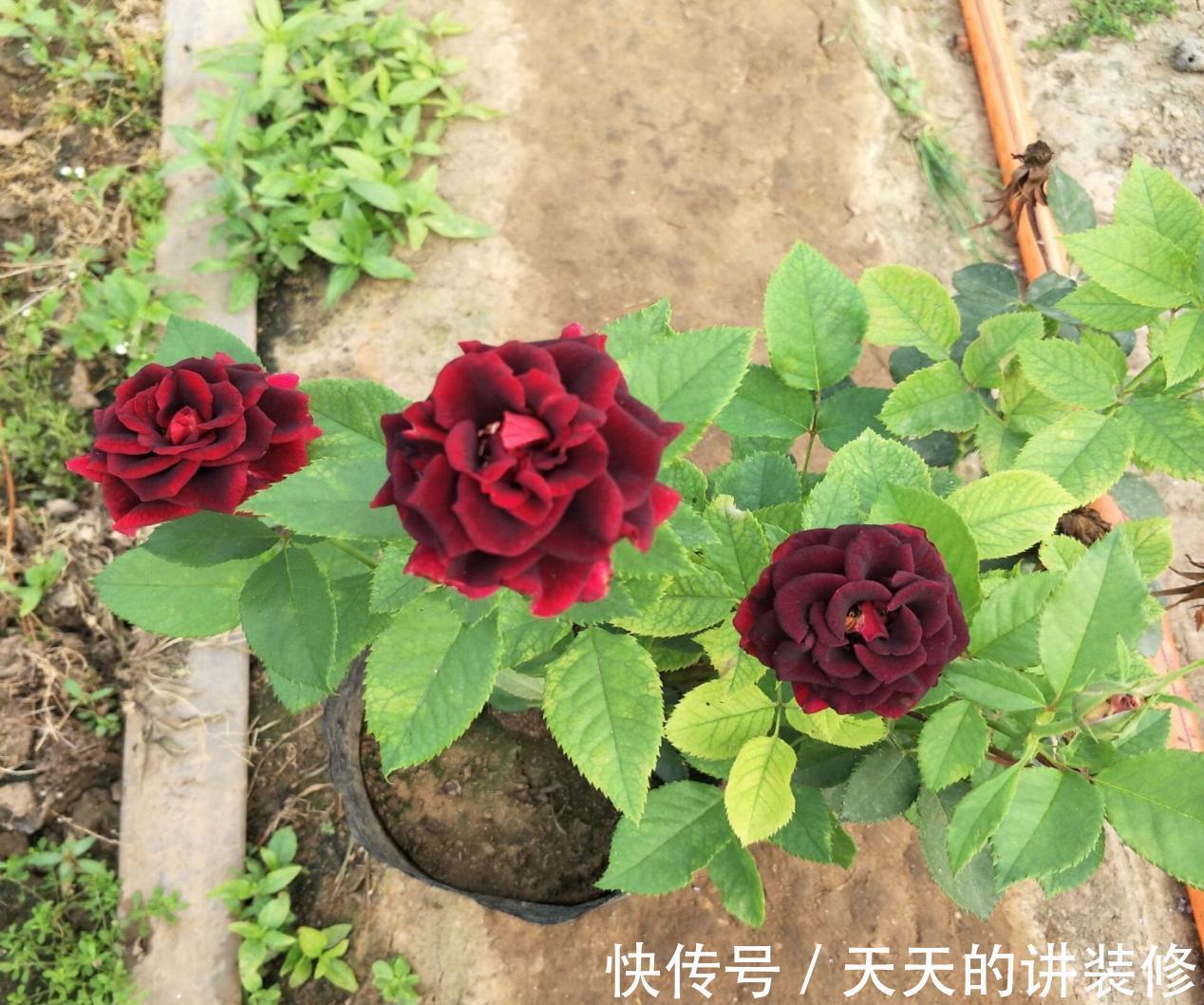 草叶|一款容易被人无视的养花神器,草叶,有4种用法能取代肥料使