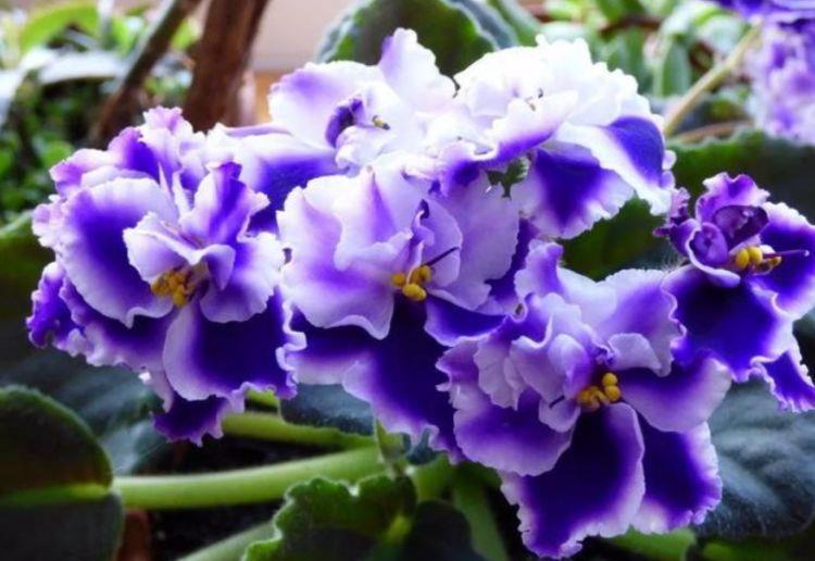 大岩桐|从9月8日开始,家养此款花卉,幽香淡雅,开花绚丽夺目