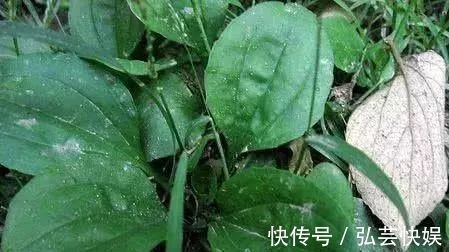 化学物质|田间的一种“猪耳朵”草，消炎杀菌的功效是“蒲公英”的百倍！