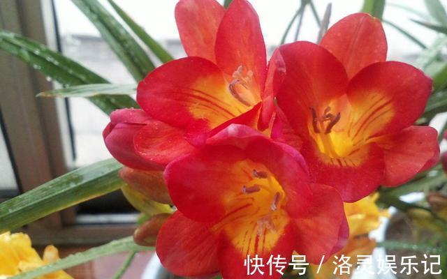 几种最漂亮的花,不输牡丹月季,花香四溢,四季开花