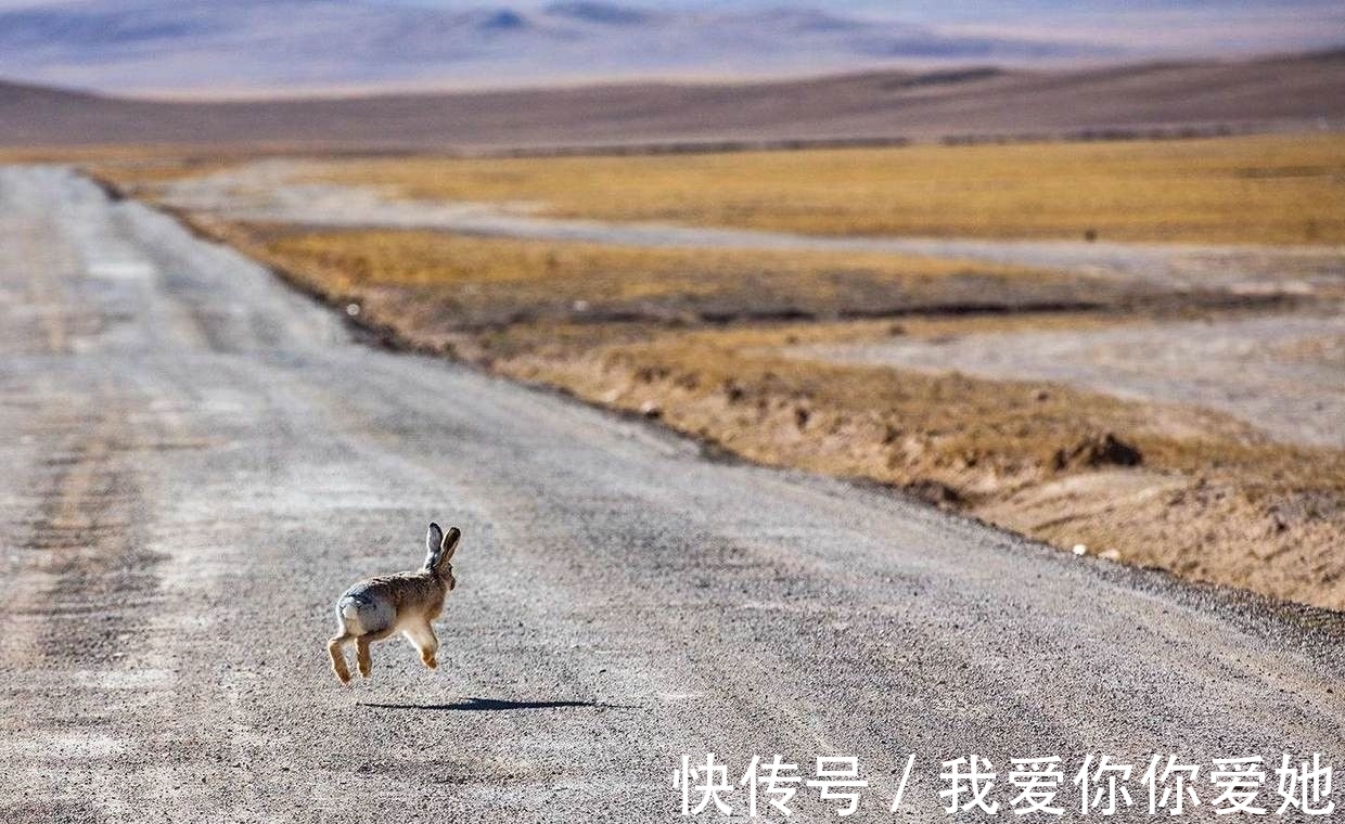 面积|面积最大的生命禁区，二十九万平方公里渺无人烟