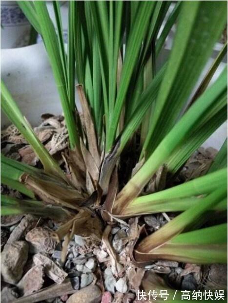 墨兰得根腐病还有救吗教你2个挽救小妙招，让墨兰“起死回生”