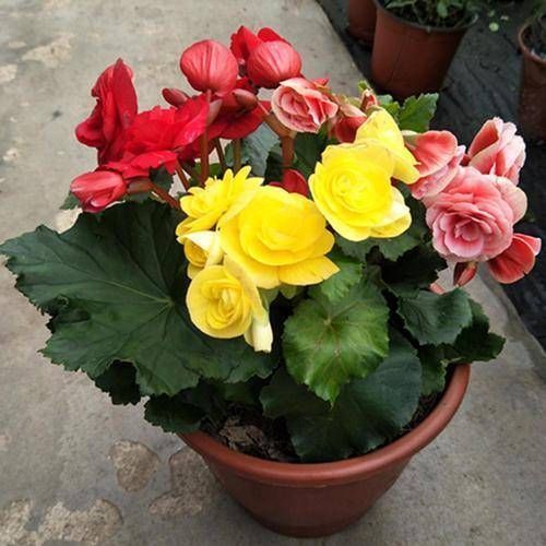 家养丽格海棠,浇水有“妙方”,学会这几招,轻松开满盆