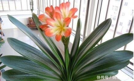 6种花，随便养一盆，空气清新“病菌”少！我就养6盆，对家人好！