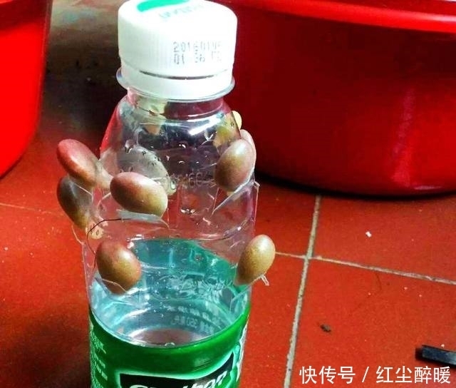 多肉植物砍头后不知道怎么种?其实很简单一学就会