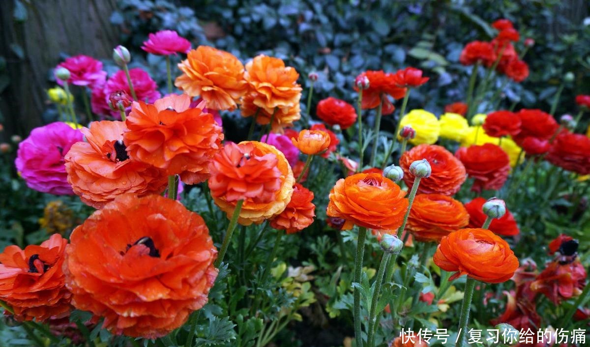 牡丹花|喜欢养护花卉,就选择3种花卉,花色绚丽,花朵端庄,妖娆美丽