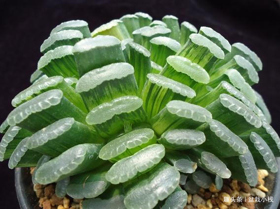 养花2年，花了5万多，贵就贵在了此3种花上，个个价值过万