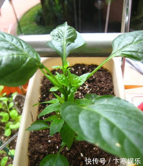 种菜|她在花盆里种了棵辣椒,一年能结7、8斤,第二年长成盆景,又结果