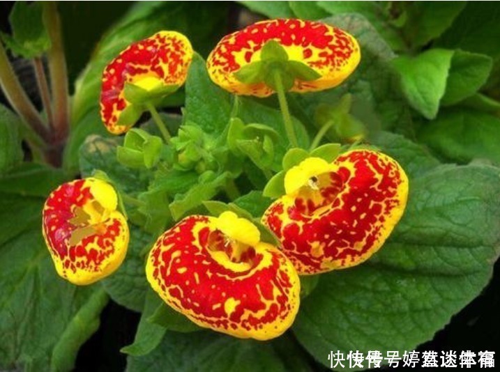 钱包|此花花形独特,一眼望去犹如一个个鼓鼓的钱包,寓意着富贵与富有