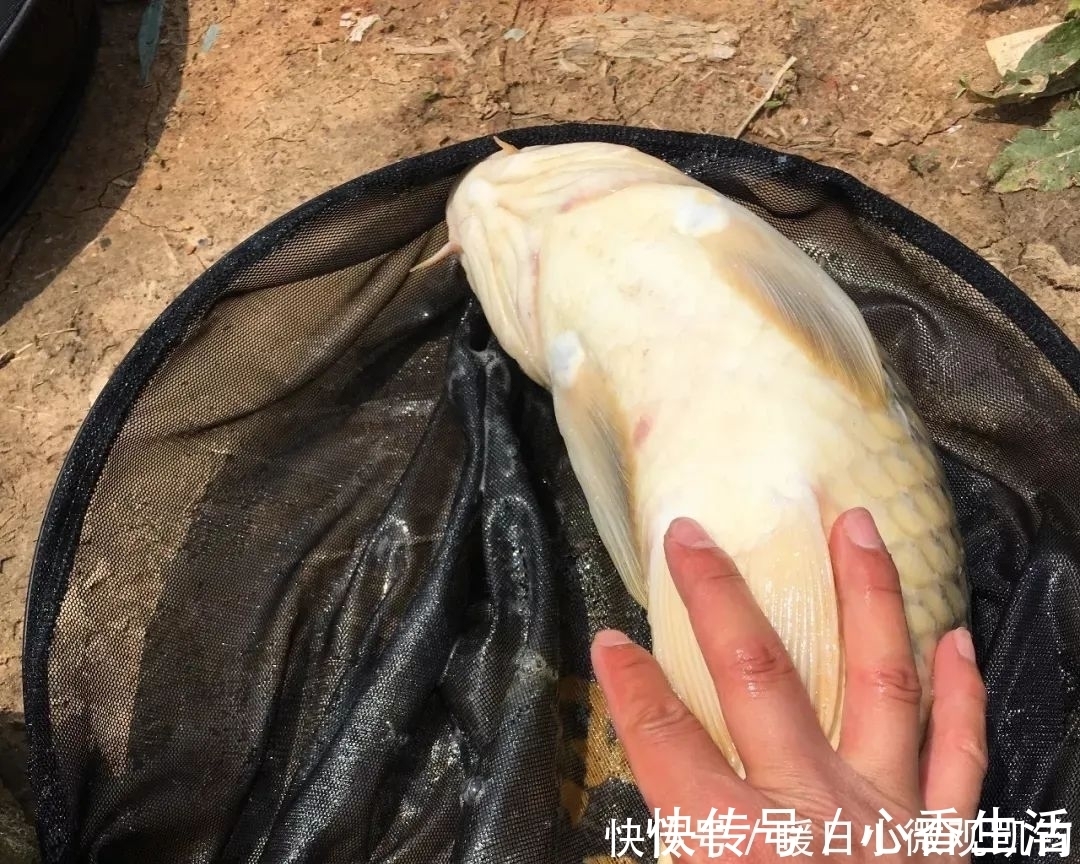 天气|天气热酒米打窝没用?是你泡法不对,教你制作一款开胃酒米!