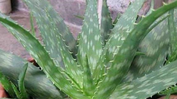 芦荟|4种花养家里,谁见了都喜欢,第二种已经被迷住了
