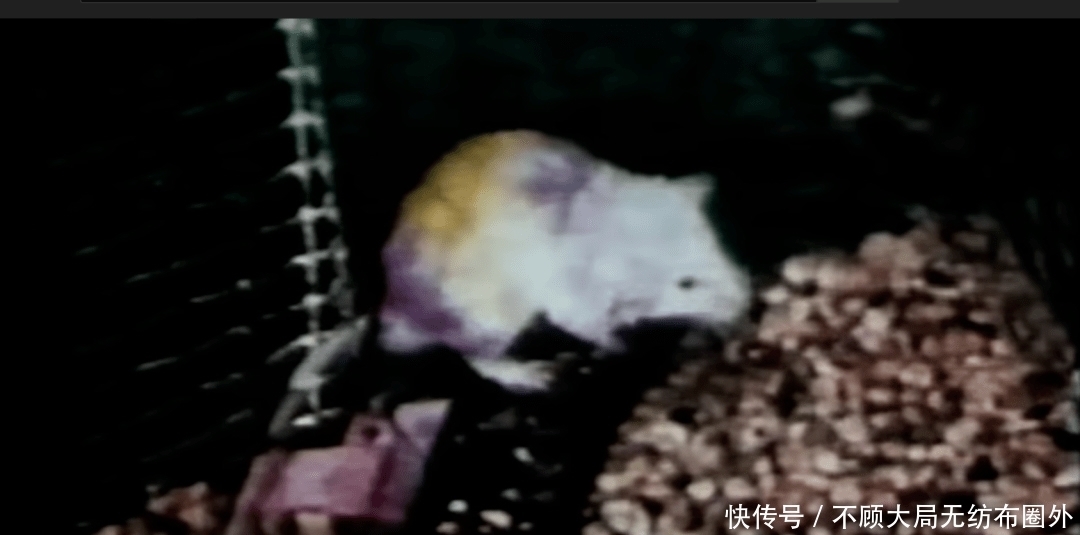 细思|一个细思极恐的心理学实验：为何与家人住在一起，会让人抓狂？