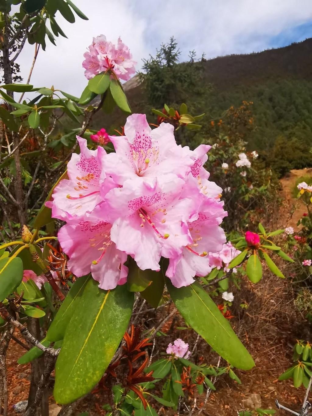 杜鹃花|超美！得荣太阳谷百里杜鹃怒放