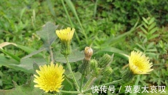 苦菜|农村一种常见野菜，每天能吃一次，身体健康不用愁，能防治癌症