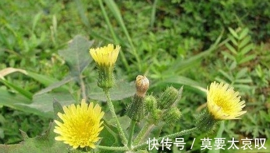 苦菜|农村一种常见野菜,每天能吃一次,身体健康不用愁,能防治癌症