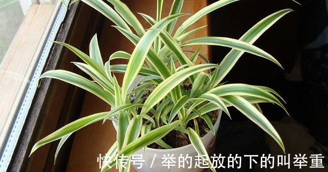 人养花,花养人,在家里养以下四盆植物,对家人身体也好