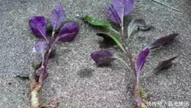 紫背银莲花|农村这种野草,叶子像被烧过,农民将它当杂草,殊不知是治病良药