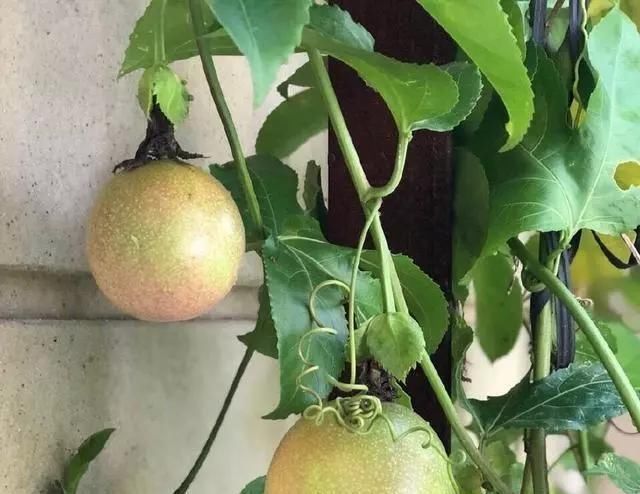 枝条|有1种“水果”，剪根枝条插土里，15天生根，结出果子“吃不完”