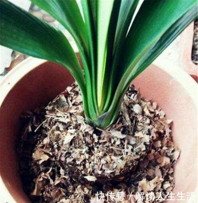 苏大爷养“君子兰”年年去公园找1种“土”,他说既便宜又肥沃!