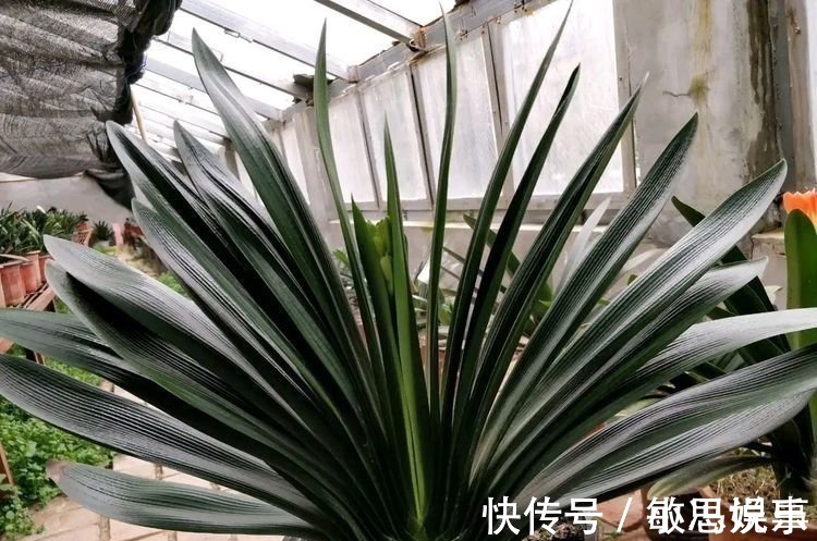 白糖在养君子兰上好处多,根旺叶绿油,开花爆盆不夹箭,跟我学吧