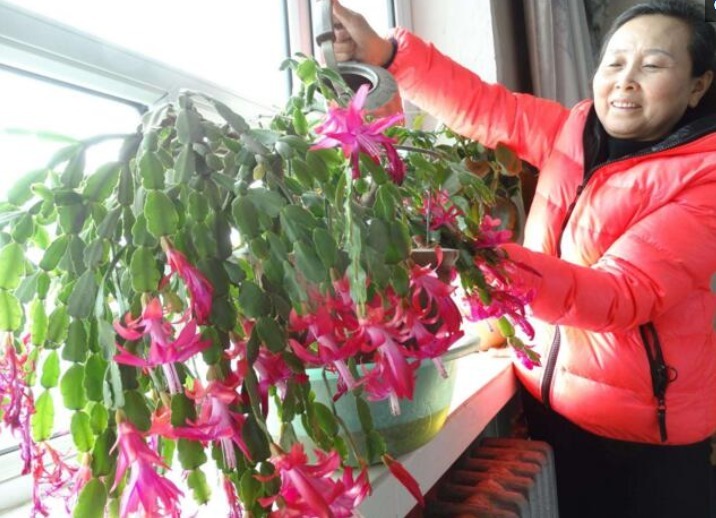 邻居大姐养“蟹爪兰”，2周喂一勺“油”，叶片肥厚，开花爆满盆