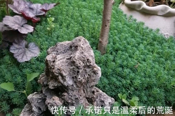 薄雪万年草|一款常被误认为“杂草”的多肉,薄雪万年草,总在野外成片长