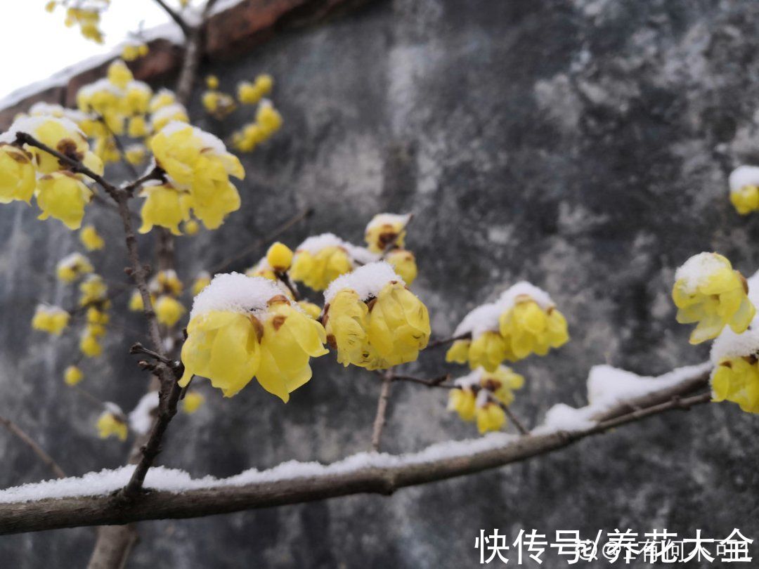 花多多|不怕冷的喜庆花，-15度依然开，满树繁花