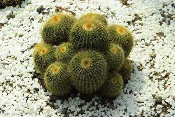 4种常见花卉，不爱喝水，想养好就得“旱”，越旱长得越旺