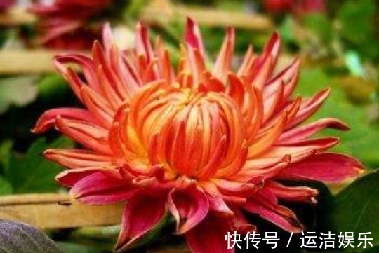 喜欢菊花，不如养盆“稀世名菊”红菊，似落日晚霞，霞光万丈