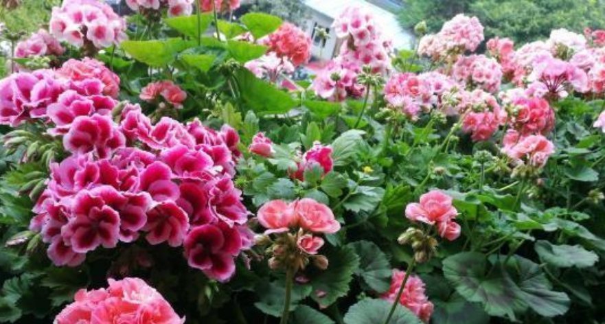 爆盆|3种花“开花勤快”,好养易爆盆,落地生根,常年开花“不停歇”