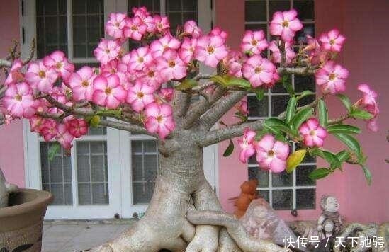 茉莉|6种花,再舍不得也要“搬出去”,越狠狠晒,越满头开花!