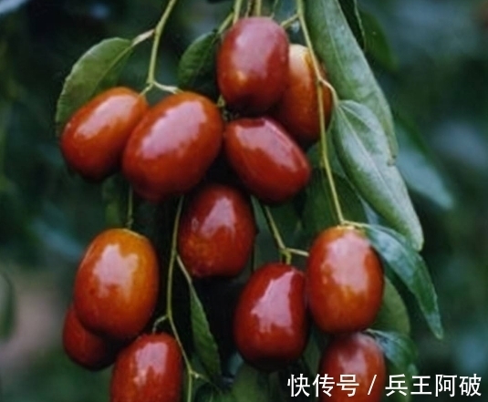 古人@民间俗语“院中有五树,子孙一直富”,说的都是哪些树?有何道理