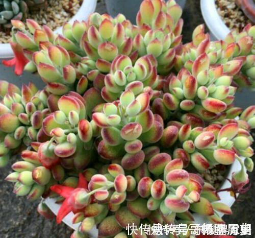 叶片|4种漂亮多肉,怕冷难过冬,新手要慎选,来年开春再养也不迟!