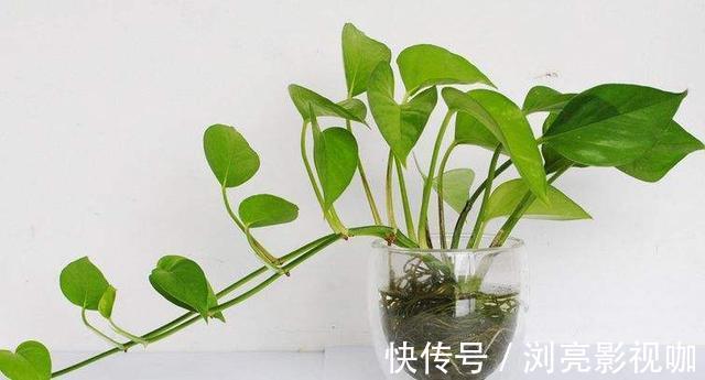 疯长|绿萝秋天怎么养护注意几点,不黄叶不烂根,叶片疯长爆盆