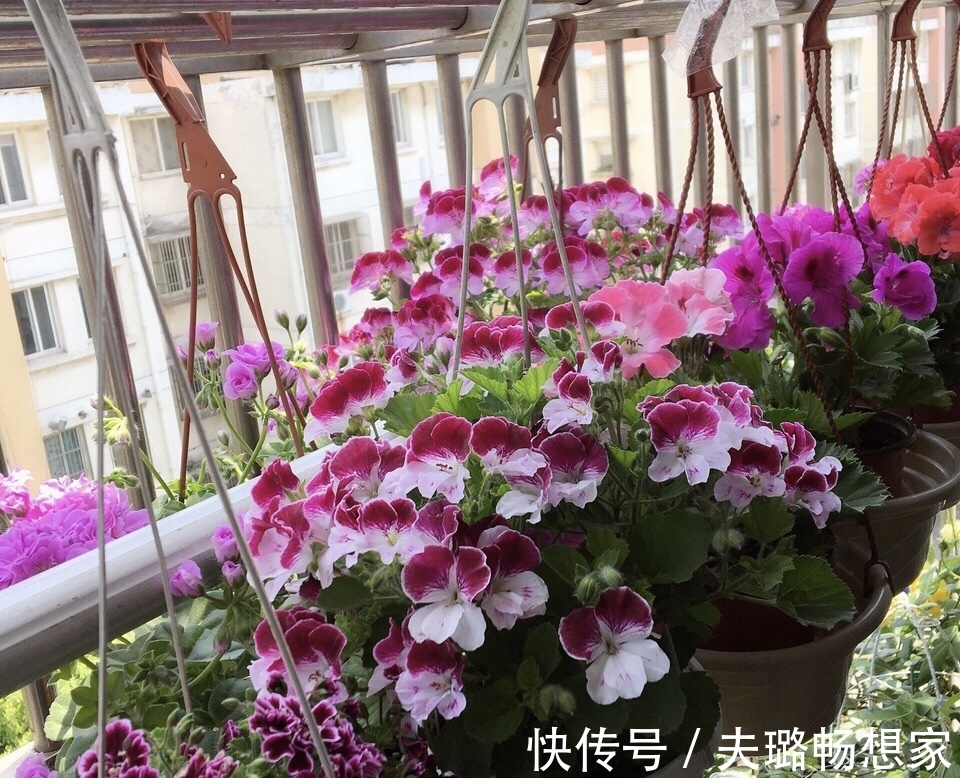 懂花的人,喜欢此5种盆栽,“花比叶子多”,轻松养到爆盆