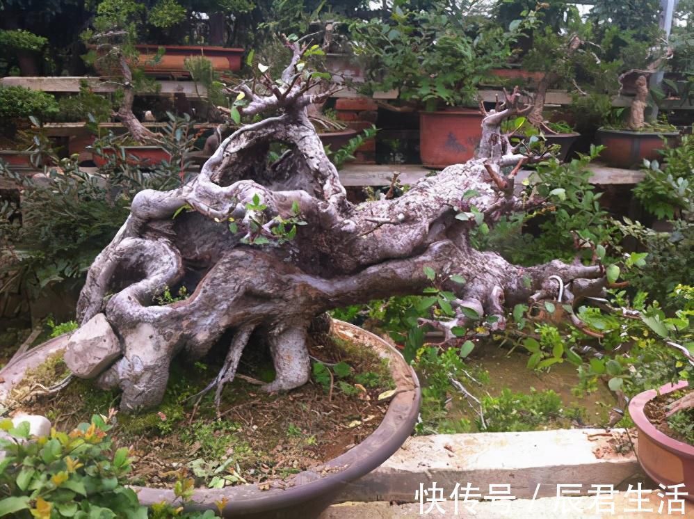 黄杨|4种农村常见的树墩子，修剪一番变成高价值盆景，观赏性极高