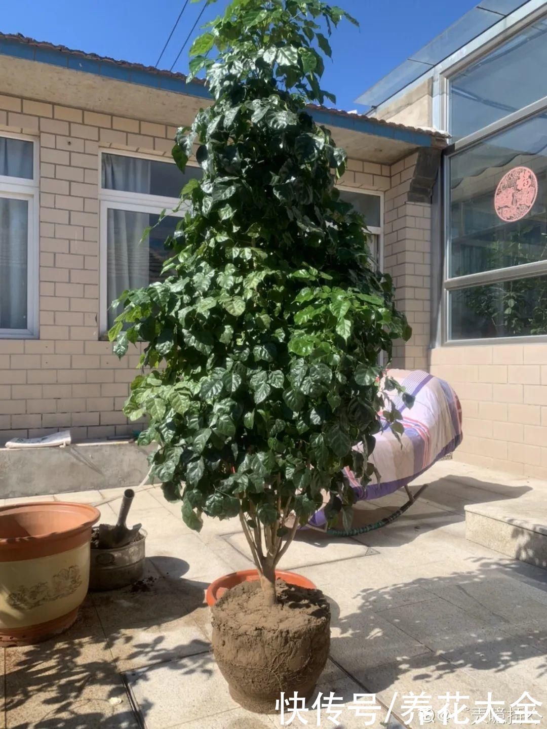 10种花越高越值钱，能长到2米，大高个霸气镇宅