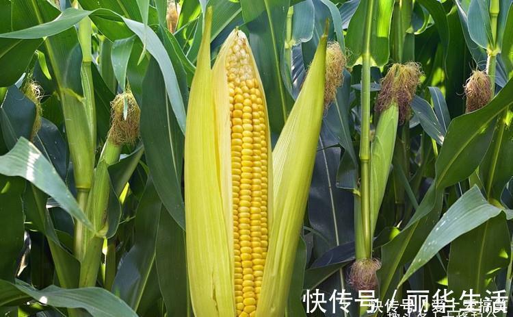 面团|粗粮玉米面做蒸饺,制作有诀窍,正确和面饺子皮才能劲道不会破