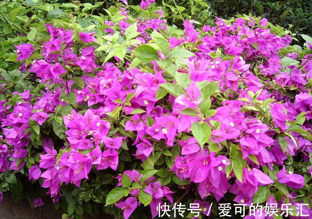 想要真正把花养好,就要花点心思,多观察多琢磨