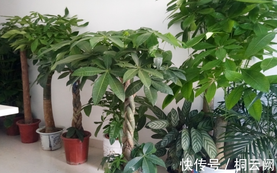 这4种植物虽适合园艺新人练手,但想养好,却需掌握住浇水的诀窍