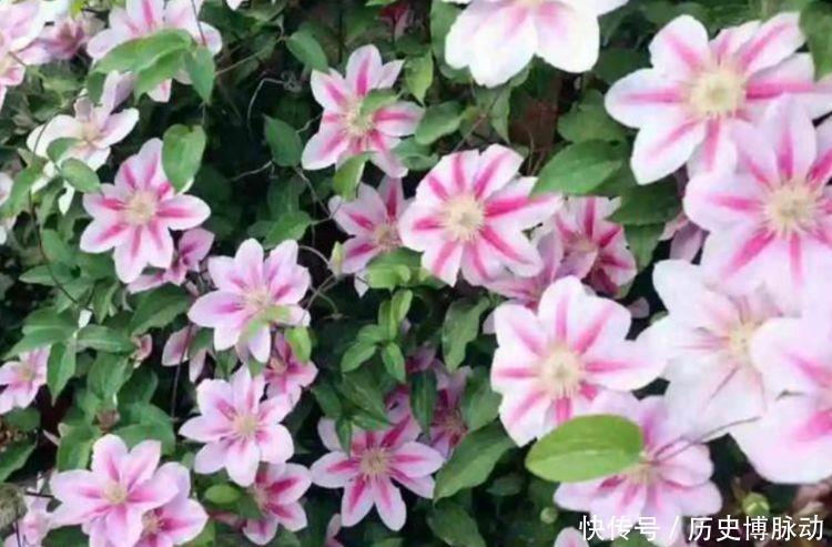  美艳|几款花全年开花不停，花色鲜艳夺目，花朵美艳迷人