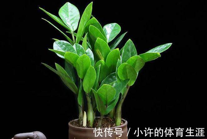 农历九月二十四霜降后，养什么花？以下3种花，招财进宝好运连连